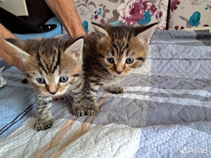 Котята в добрые руки, 1 месяц, к лотку приучены