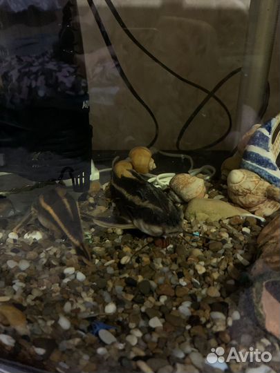 Аквариумные рыбки