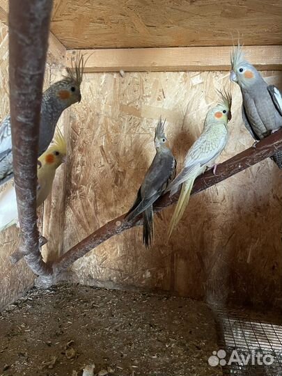 Кореллы попугаи