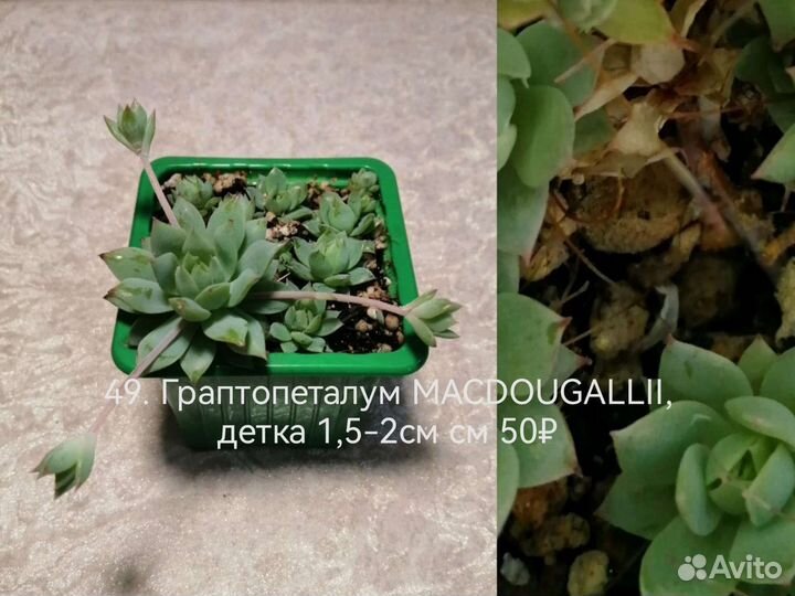 Суккуленты