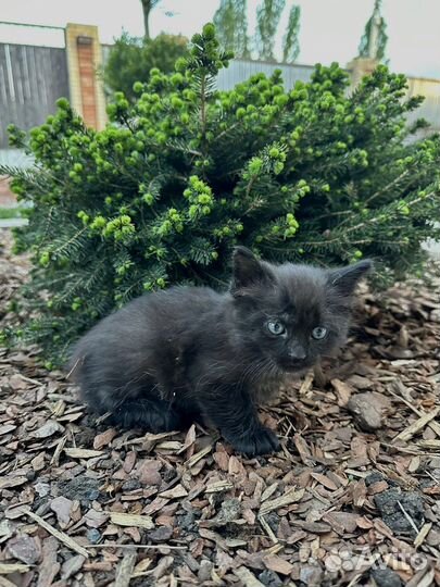 Котята только в добрые руки