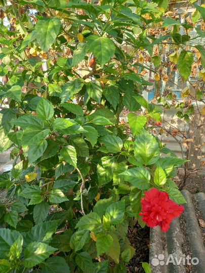 Гибискус китайская роза