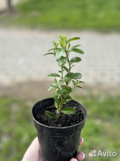 Саженцы самшита