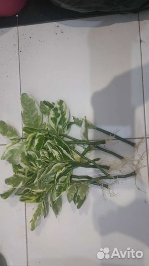 Педилантус (молочай)