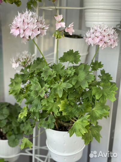 Герань Vectis Finery и тюлп. Red Pandora