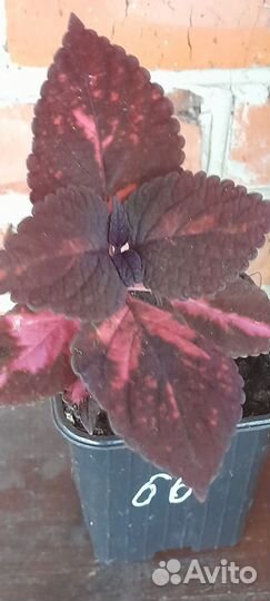 Колеусы вегетативные