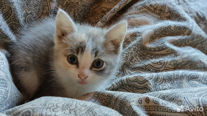 Котята