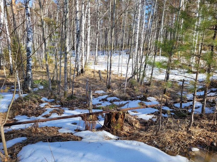 Участок 18,5 сот. (СНТ, ДНП)