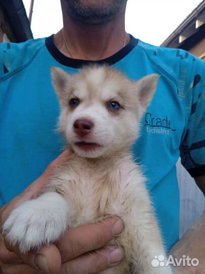 Щенки сибирской хаски