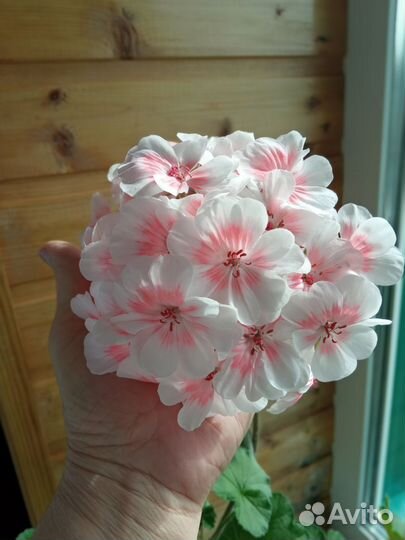 Пеларгония герань сортовая