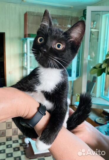 Котёнок разумный, человечный мальчик ждет 3 мес