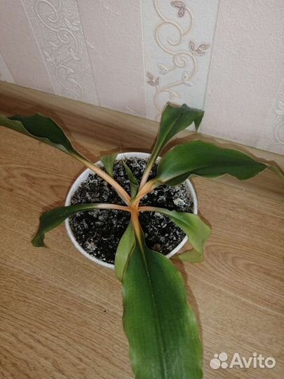 Хлорофитум оранж