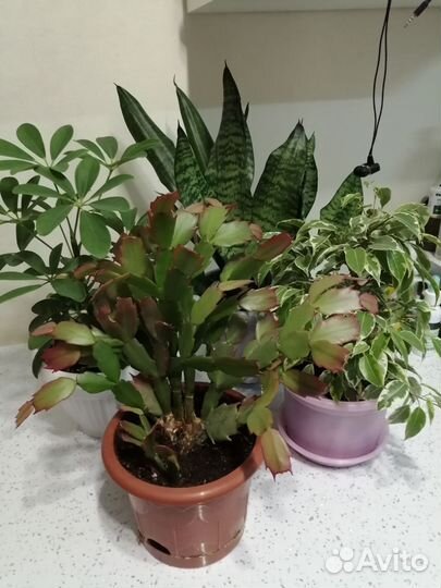 Комнатные цветы шефлера