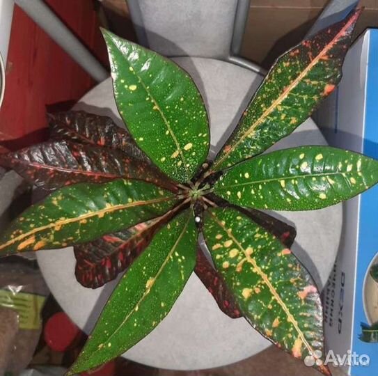 Кротоны сортовые