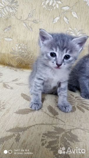 Котята в добрые руки бесплатно