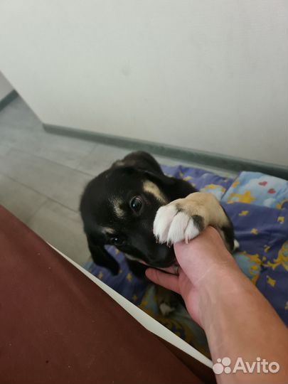 Щенок лабрадора в добрые руки