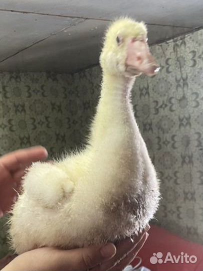 Мускусные утки семья