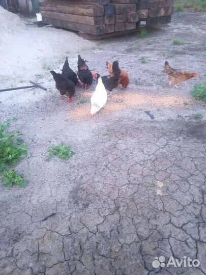 Домашние куры