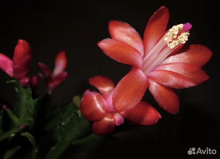 Декабрист шлюмбергера