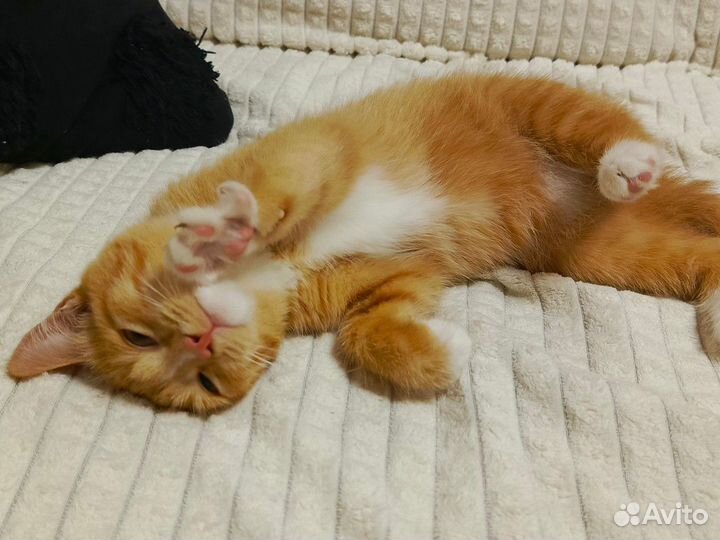 Отдам кошечку, 3 месяца