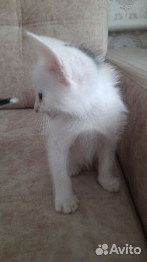 Котенок мальчик