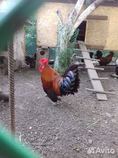 Декоративные петушки