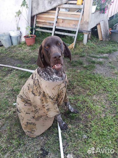 Вязка курцхаара