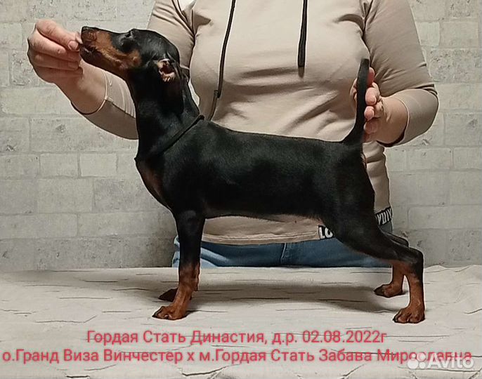 Щенки цвергпинчера подростки и малыши