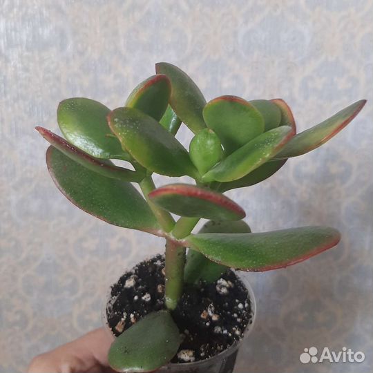 Портулакария, крассула, детки