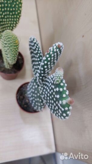 Кактус Опунция Микродазис Альбиспина Паллида