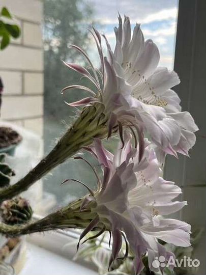 Кактус эхинопсис