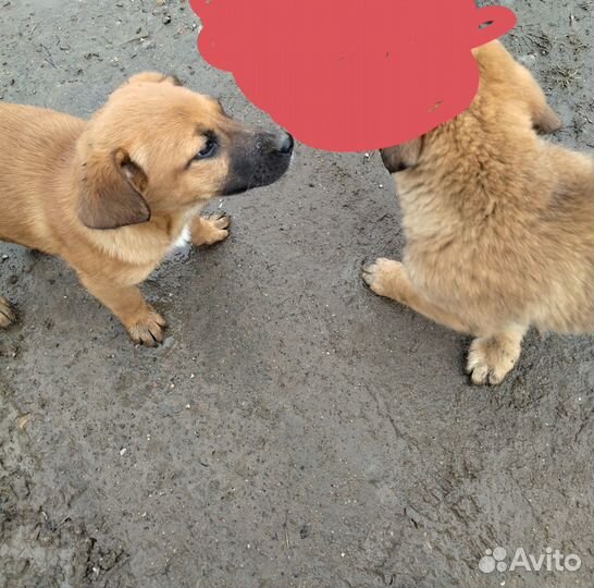 Красивая девочка