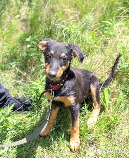 Щенок в добрые руки