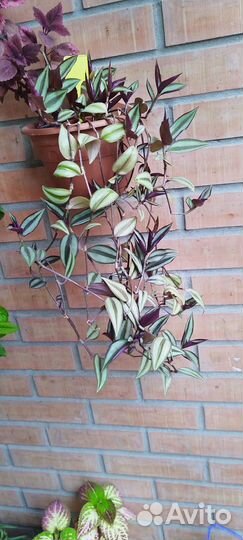 Комнатные растения цветы