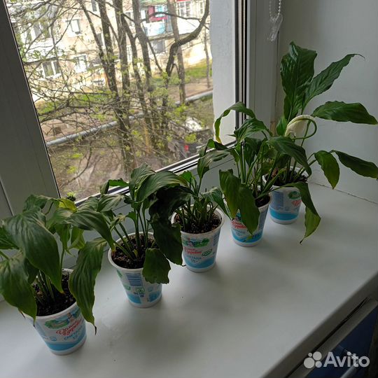 Цветок Спатифиллум