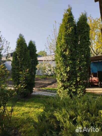 Туи колоновидные