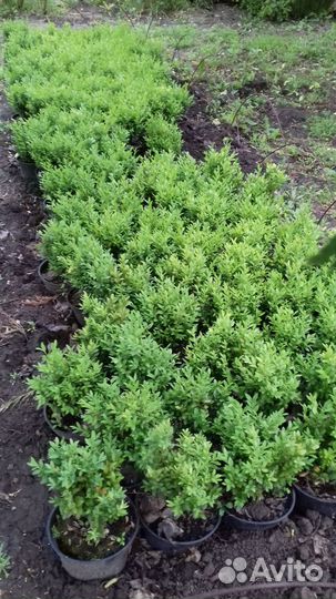 Самшит вечнозеленый (Buxus sempervirens L.)
