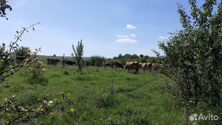 Телки подсосые