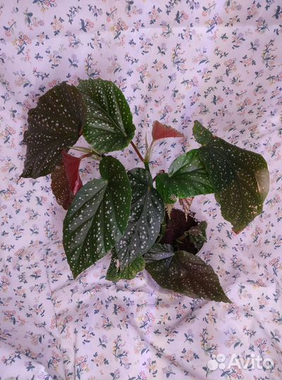 Коралловая Бегония