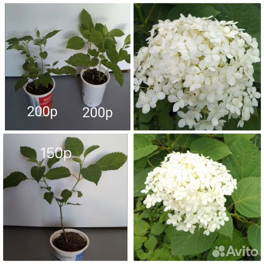 Гортензия дейция