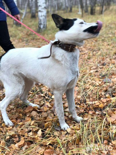 Собака в добрые руки