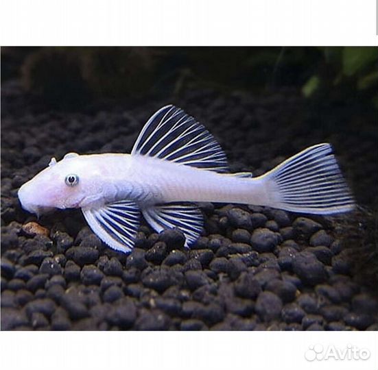 Улитки ампулярии, сомы, пецилии, растения