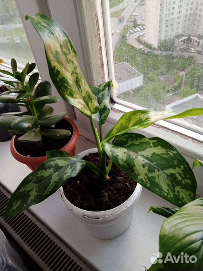 Комнатные растения цветы