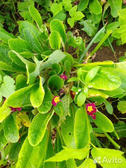 Садовые растения