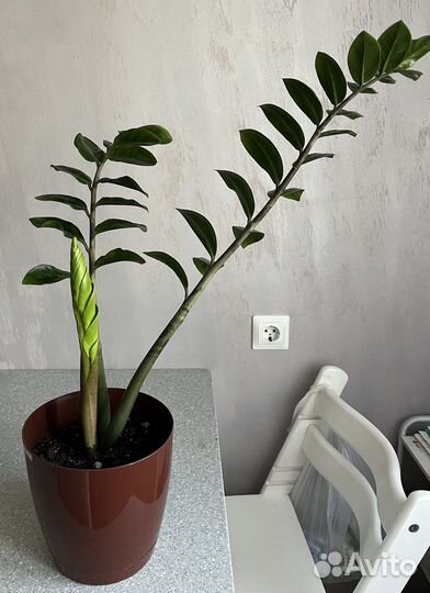 Замиокулькас