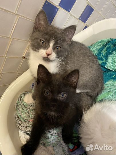 Котики в добрые ручки