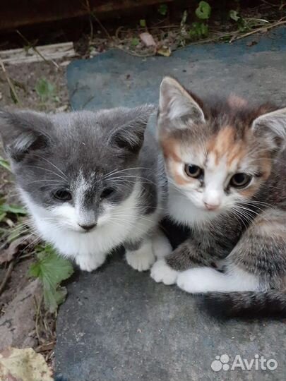 Котята 2.5 месяца в добрые руки