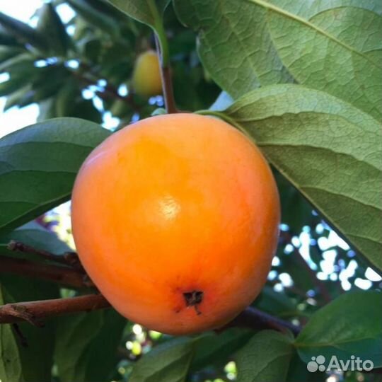 Саженцы хурмы Гора Говерла от производителя