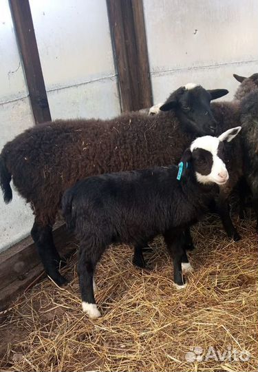 Овцы бараны ягнята