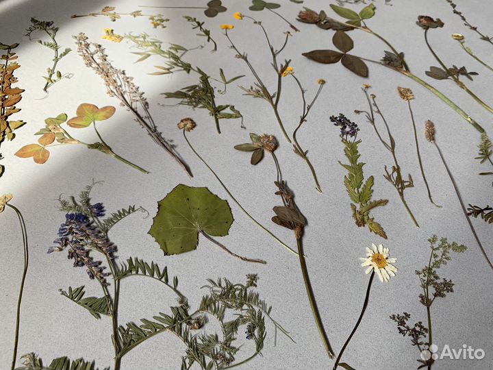 Лекарственные травы Гербарий сорные